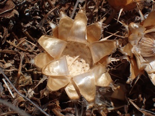 P8056720a.jpg